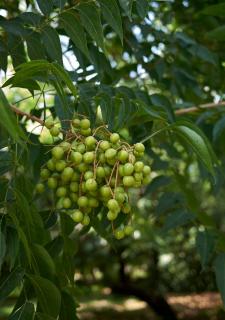 Margousier - Lilas de Perse - Melia azedarach