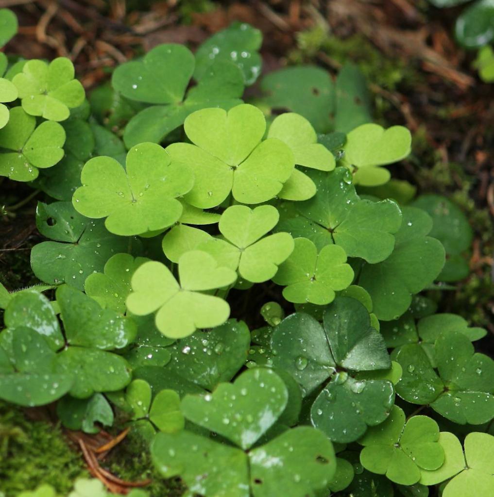 Oxalis bienfaits