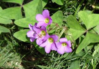 Oxalis uilisation