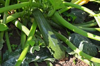 Permaculture potager été