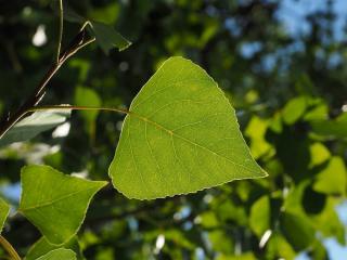 Peuplier Arbre a croissance rapide