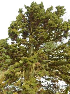 Plantation Cedre du Japon - Cryptomeria japonica