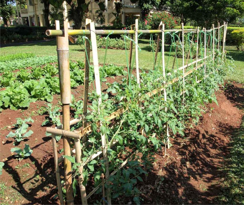 Potager en juillet