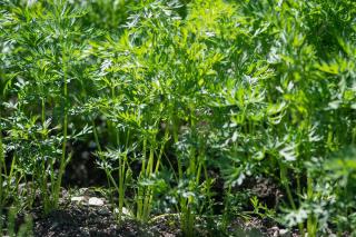 Potager en juillet semis