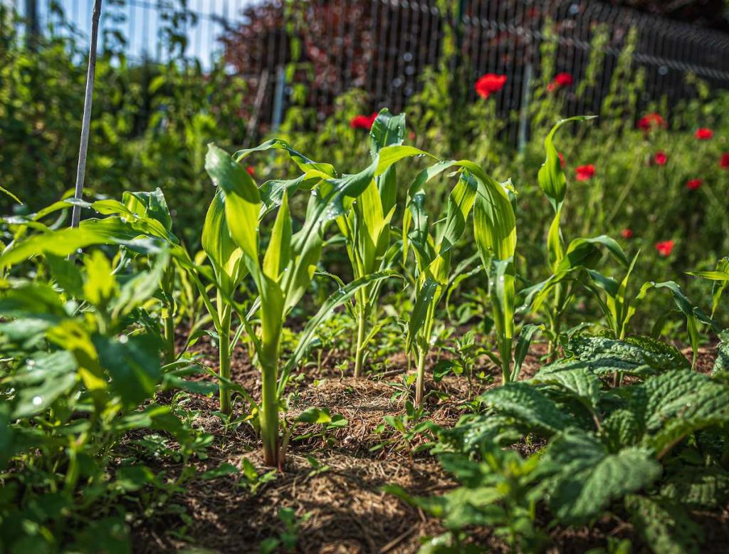 Potager en mai travaux