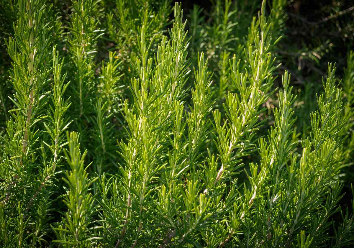 Planter, entretenir et récolter le romarin - Mon Jardin Ideal