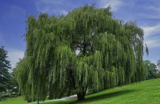 Saule pleureur Arbre a croissance rapide