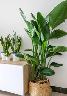 Strelitzia en pot en interieur