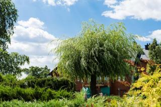 arbre a croissance rapide