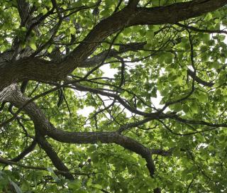 arbre ombre ombrage