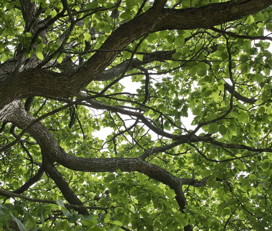 arbre ombre ombrage