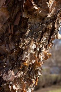 betula nigra ecorce