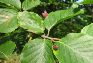 boule rouge sur feuilles de hetre fagus sylvatica