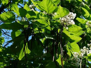 catalpa ombre