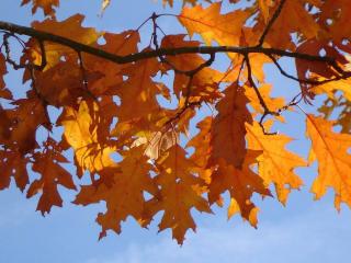 chene rouge - Quercus rubra - arbre ombrage