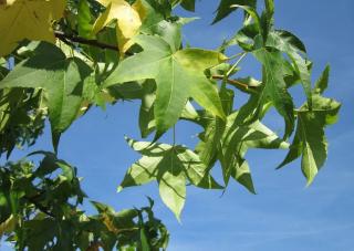 copalme d'amerique - liquidambar ombre