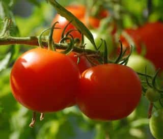 entretien potager été