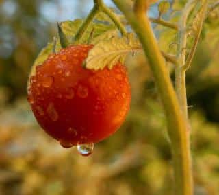 entretien taille tomate juin