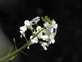 fleur de daikon