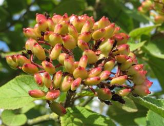 fruit rouge viorne lantane - viburnum lantana