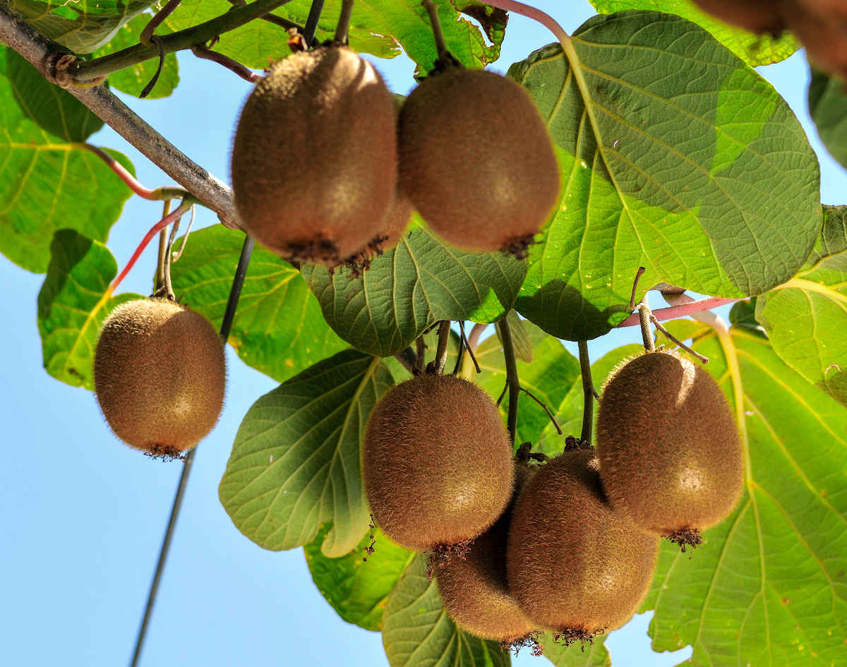 Arbres fruitiers : bien choisir, planter, tailler et récolter les fruits