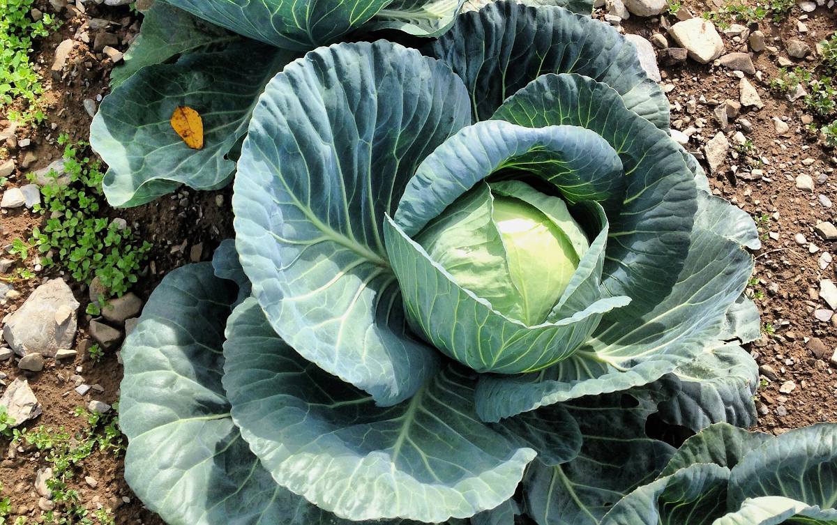 legume Potager sol calcaire