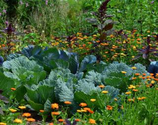 legume adapte terre sol calcaire