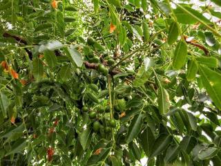 margousier fruit