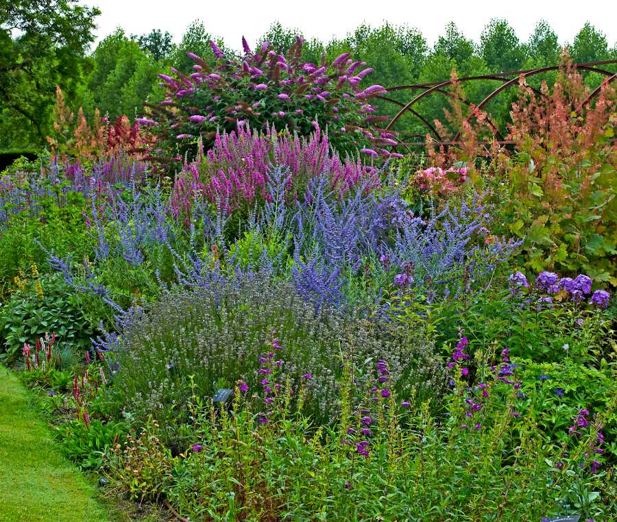 plante fleur rapide croissance