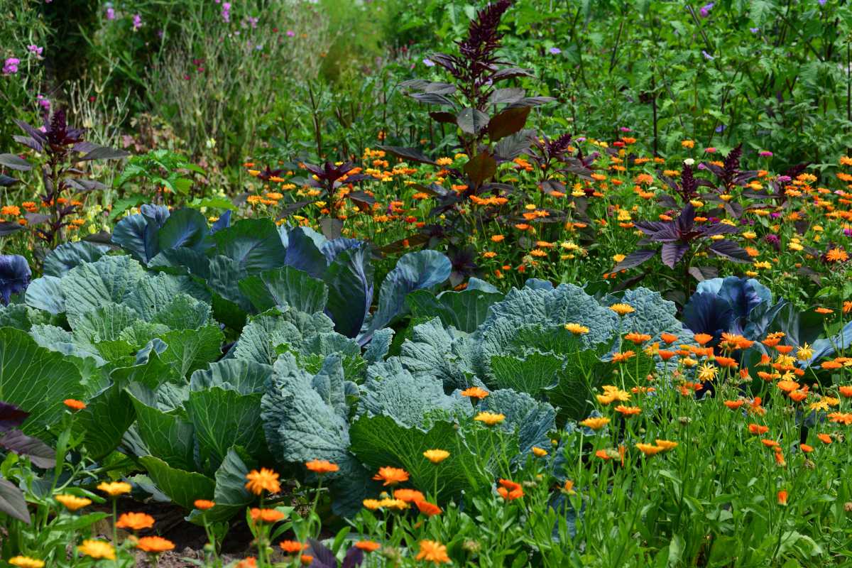 potager en juin travaux