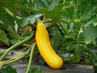 recolte legume potager juillet