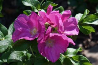 rosa rugosa