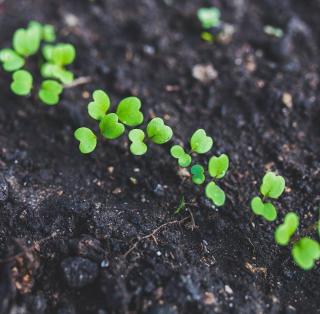 semis exterieur en place avril potager legume
