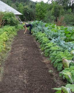 semis potager juin