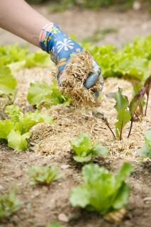 travaux potager avril