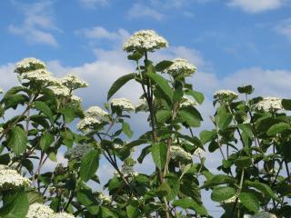 viorne lantane - viburnum lantana - plantation