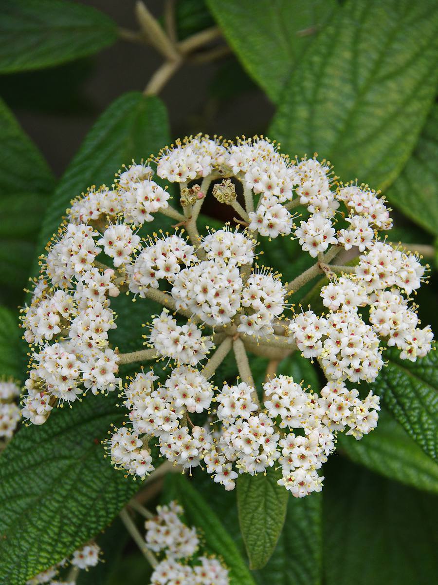 viorne lantane - viburnum lantana