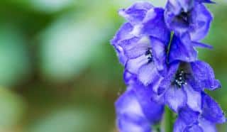 Aconitum carmichaelii Arendsii