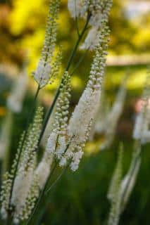 Actaea heracleifolia