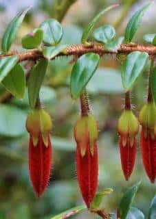 Agapetes serpens en pot