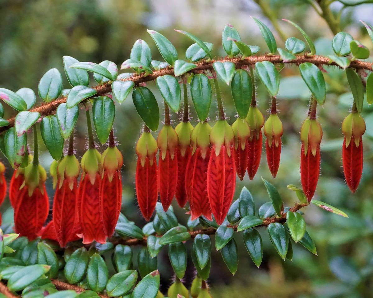 Agapetes Serpens - Lanterne de l'himalaya : Plantation, Entretien