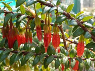 Agapetes_serpens lanterne de l'himalaya cuture