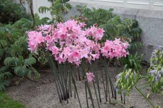 Amaryllis belladona