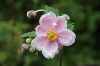 Anemone hybrida - Anemone du Japon - Floraison automne