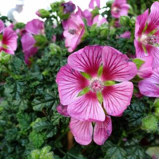 Anisodontea - Mauve du Cap