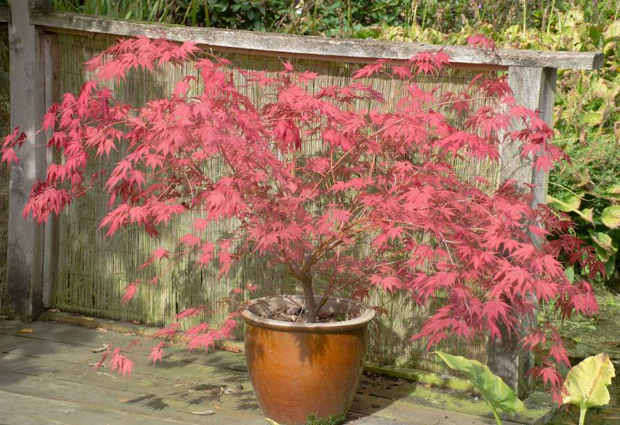 Arbre en pot quelle variete choisir adaptée