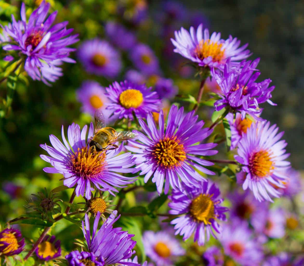 Aster automne
