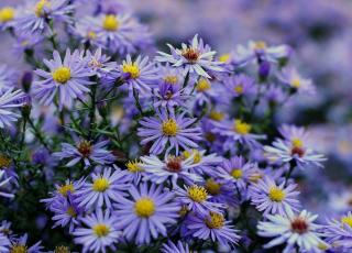 Aster dumosus hybride