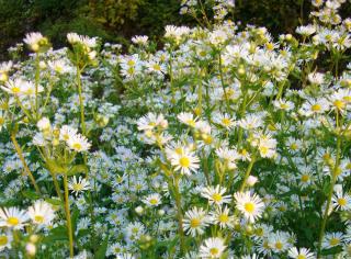 Aster ericoïdes