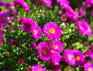 Aster novae-angliae - Nouvelle angleterre